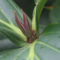 Medinilla multiflora Merr.